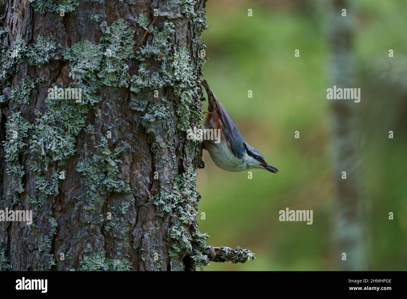 VALLDAL, NORVÈGE - 2020 JUIN 03. Nuthatch (Sitta europaea) avec un insecte dans la bouche de l'arbre Banque D'Images