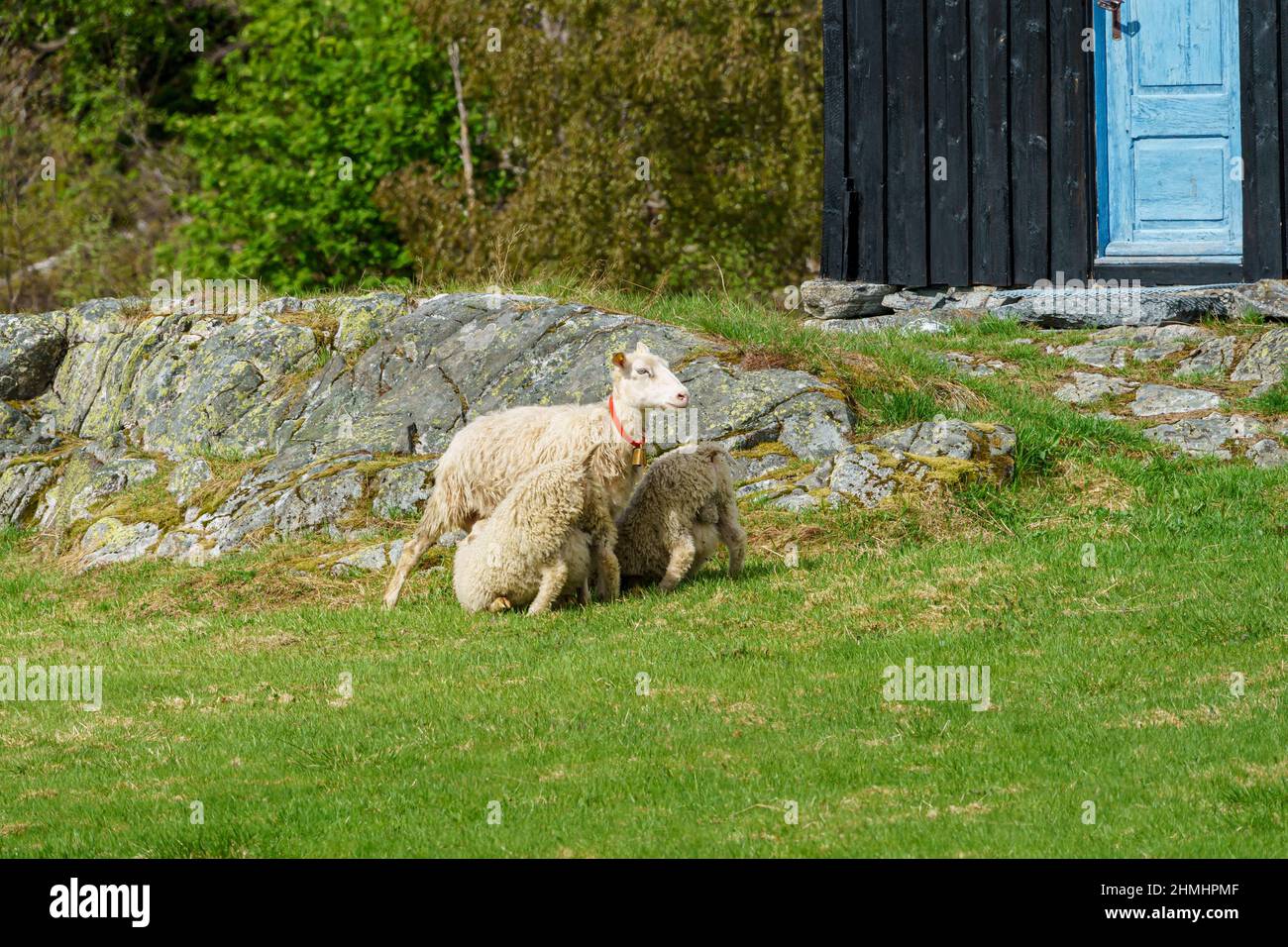 VALLDAL, NORVÈGE - 2020 JUIN 09. Moutons nourrissant des agneaux avec du lait. Banque D'Images