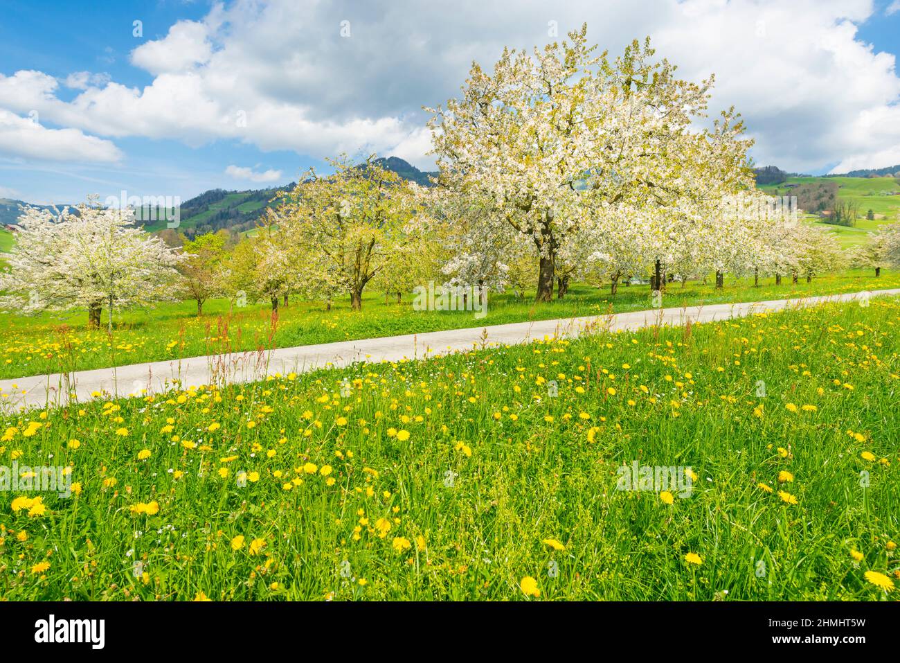 Arbres fruitiers blancs en fleurs dans le jardin. Herbe verte et fleurs de pissenlits jaunes. Atmosphère joyeuse de l'éveil printanier de la nature an Banque D'Images