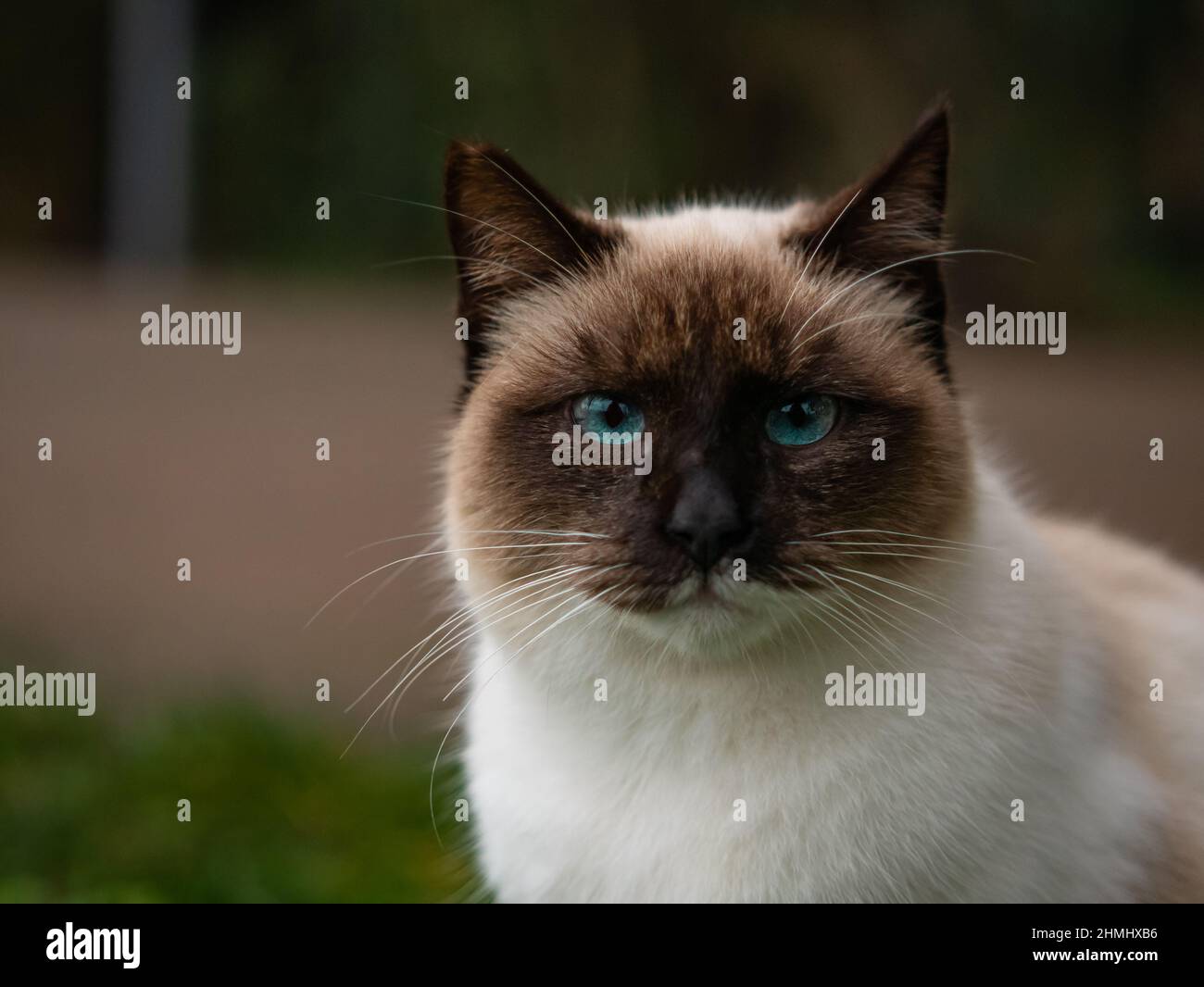 portrait gros plan visage adorable chat siamois avec des yeux bleus, fond de nature avec jardin avec herbe verte Banque D'Images