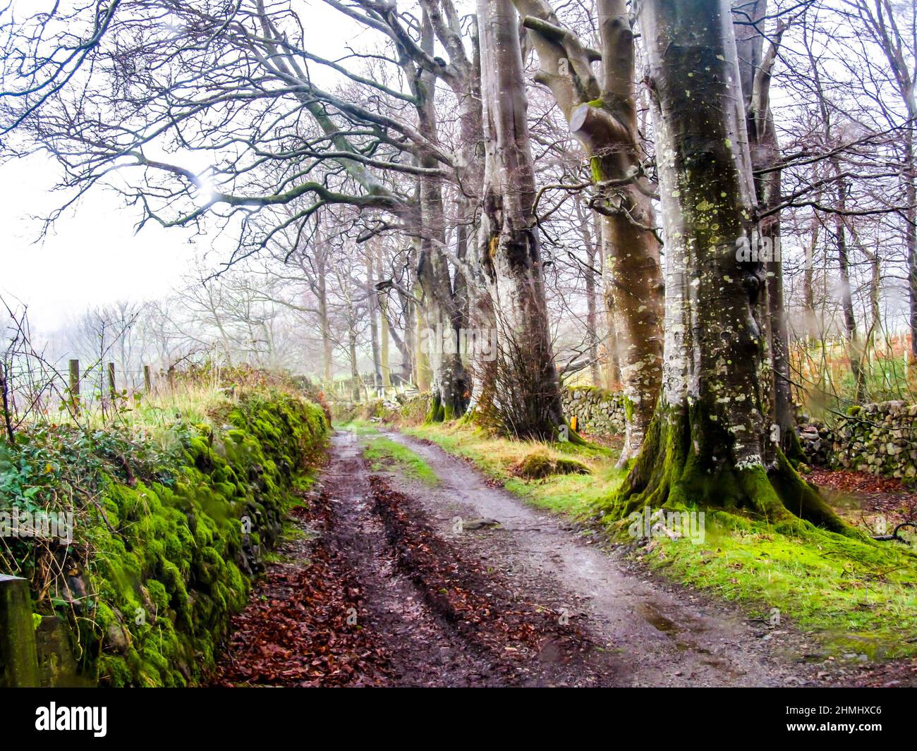Un chemin de terre rural bordé d'arbres humides dans le district de Lake, en Angleterre Banque D'Images
