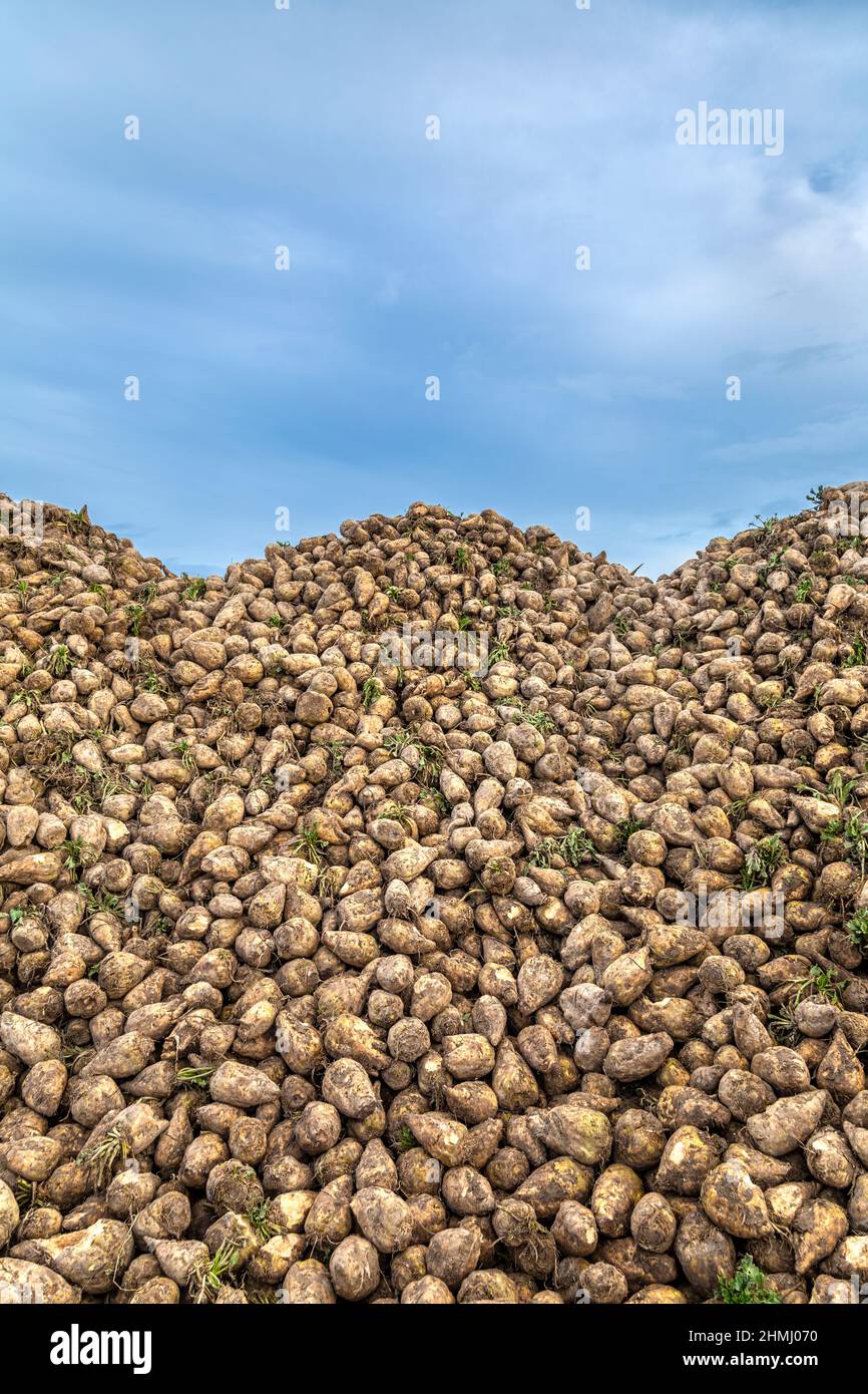 Pile de betteraves à sucre arrachée du sol dans une ferme du Hertfordshire Banque D'Images