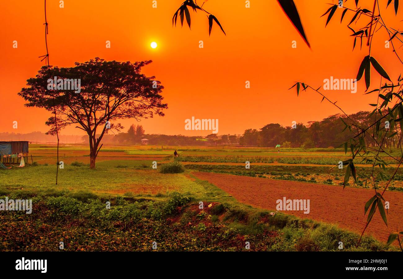 Coucher de soleil coloré et dramatique en hiver. Cette image m'a été prise le 31 janvier 2022, à Kolatia, Bangladesh, Asie du Sud Banque D'Images