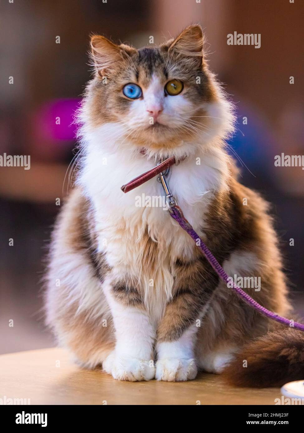 Beau chat domestique avec hétérochromie complète, yeux bleus et bruns Banque D'Images Beau chat domestique avec hétérochromie complète, yeux bleus et bruns Banque D'Images