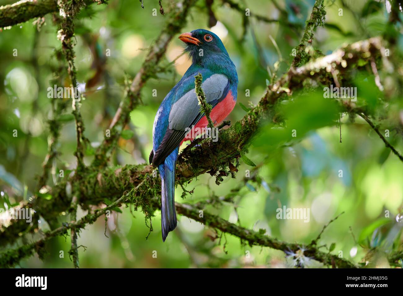 trogon à queue de Slaty (Trogon massena), Parque Nacional Braulio Carrillo, Costa Rica, Amérique centrale Banque D'Images