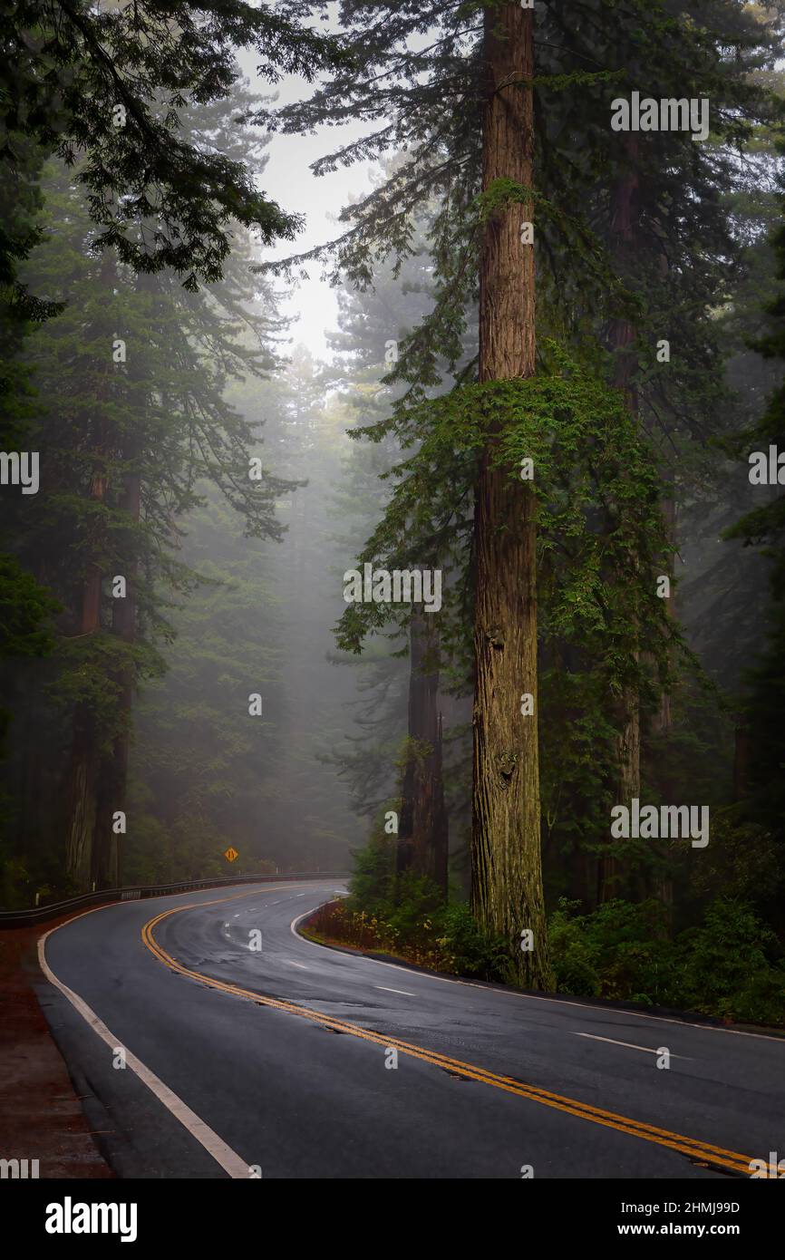 Brumisez dans les séquoias du parc national Del Norte Coast Redwoods sur la US route 101, également appelée Redwood Highway, dans le nord de la Californie. Banque D'Images