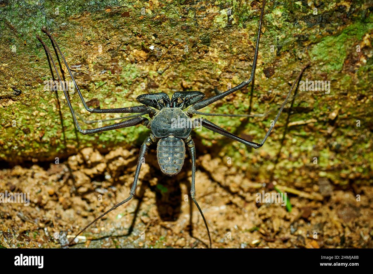 Amblypygi, araignées à fouetter ou scorpions à fouetter sans queue, Uvita, Costa Rica, Amérique centrale Banque D'Images