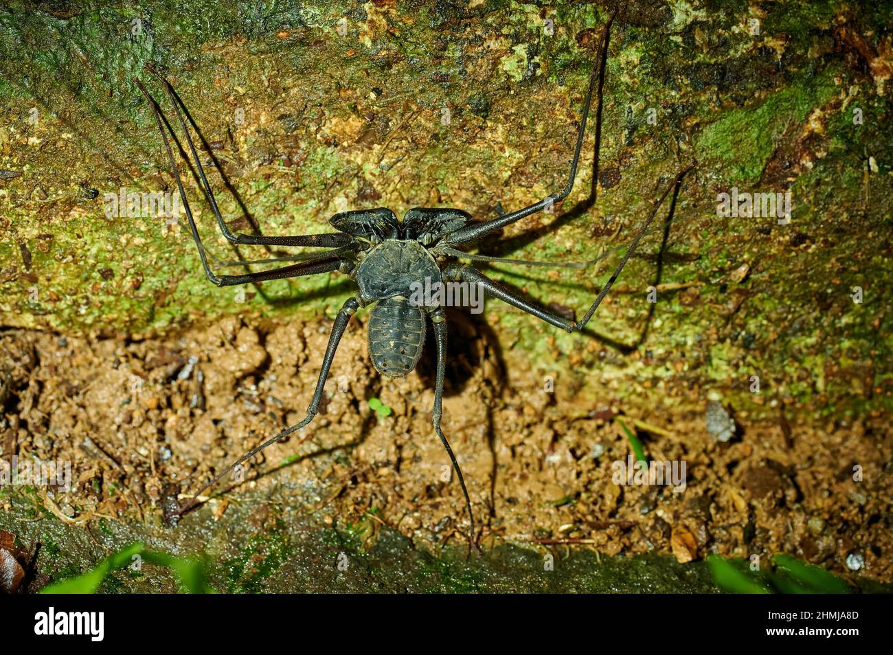 Amblypygi, araignées à fouetter ou scorpions à fouetter sans queue, Uvita, Costa Rica, Amérique centrale Banque D'Images