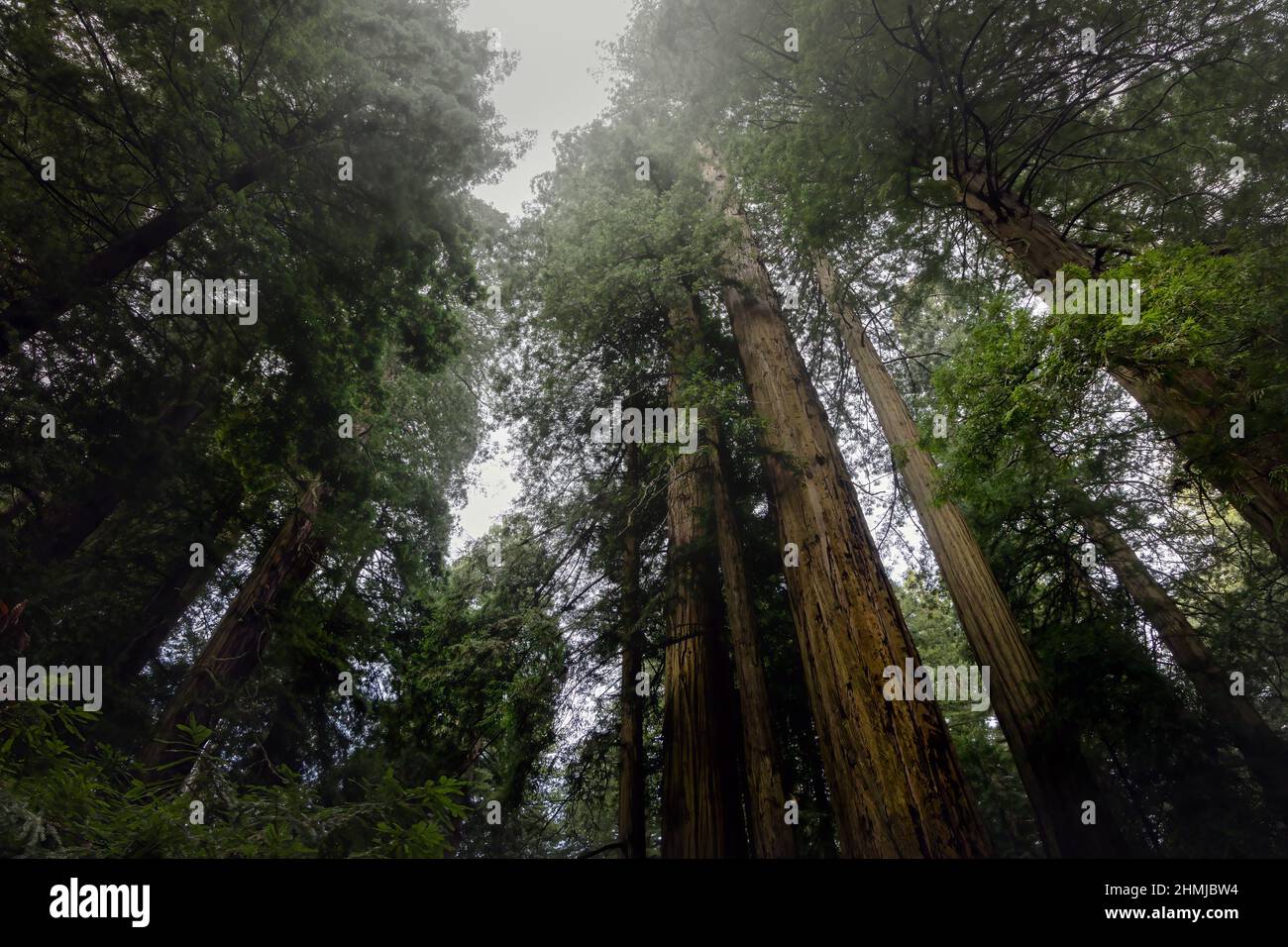 En regardant les séquoias géants du parc national Del Norte Coast Redwoods sur la US route 101, également appelée Redwood Highway, dans le nord de Califor Banque D'Images