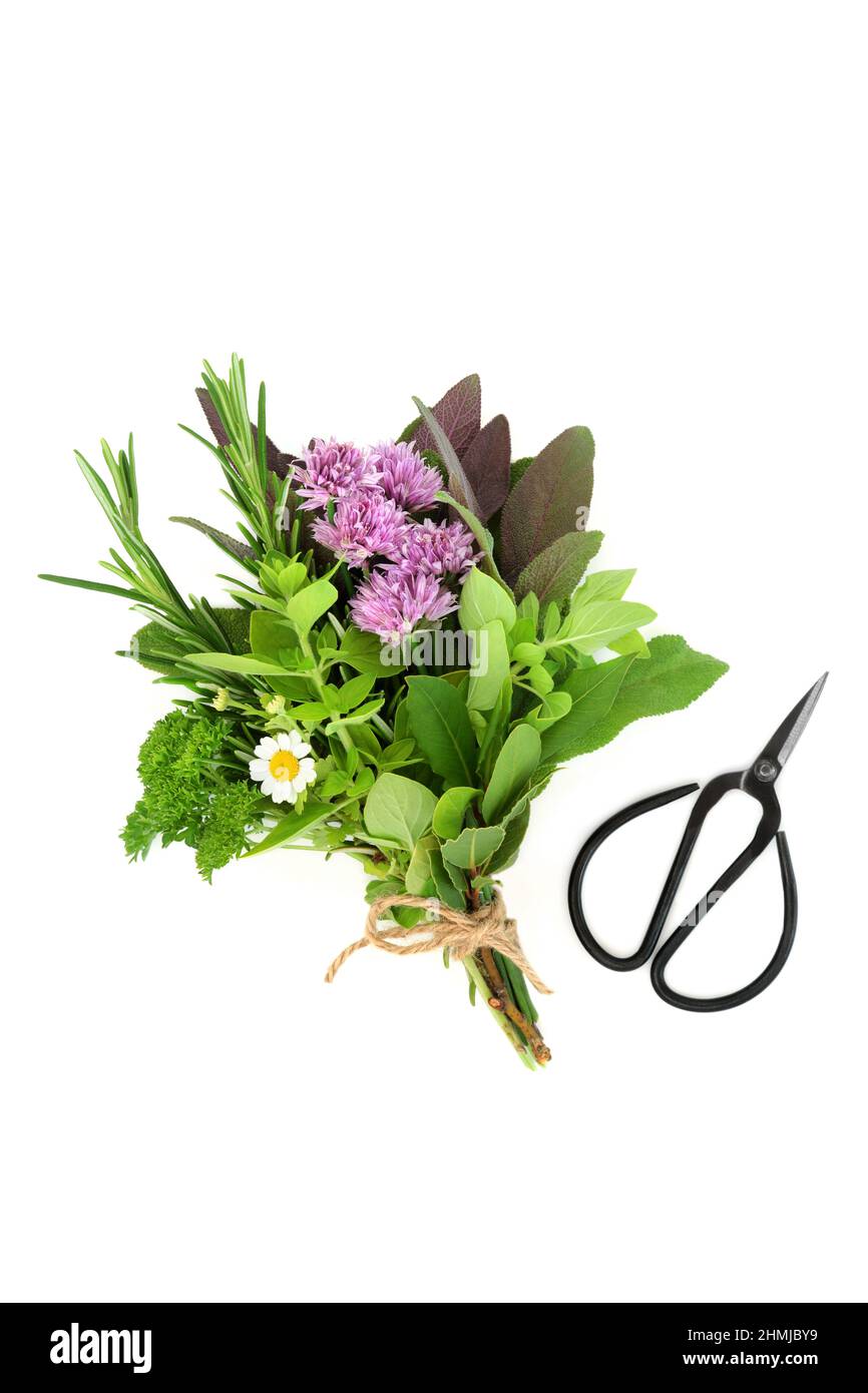 Bouquet d'herbes fraîches attaché avec une ficelle pour sécher et utilisé dans l'assaisonnement alimentaire et la médecine des plantes à base de plantes pour traiter diverses maladies. Sur fond blanc. Banque D'Images