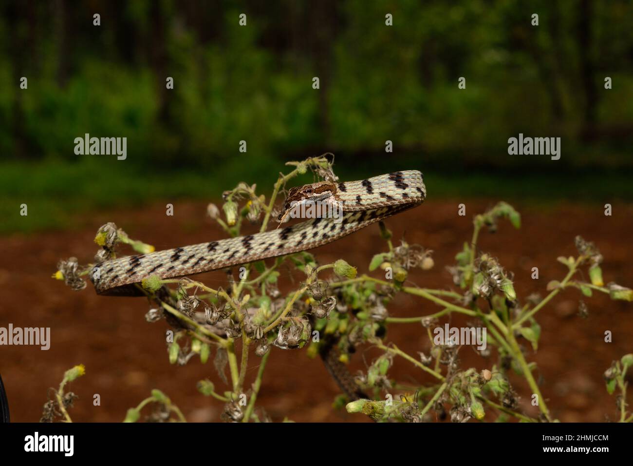 Serpent de vigne brune trouvé dans les Ghats occidentaux, Inde Banque D'Images