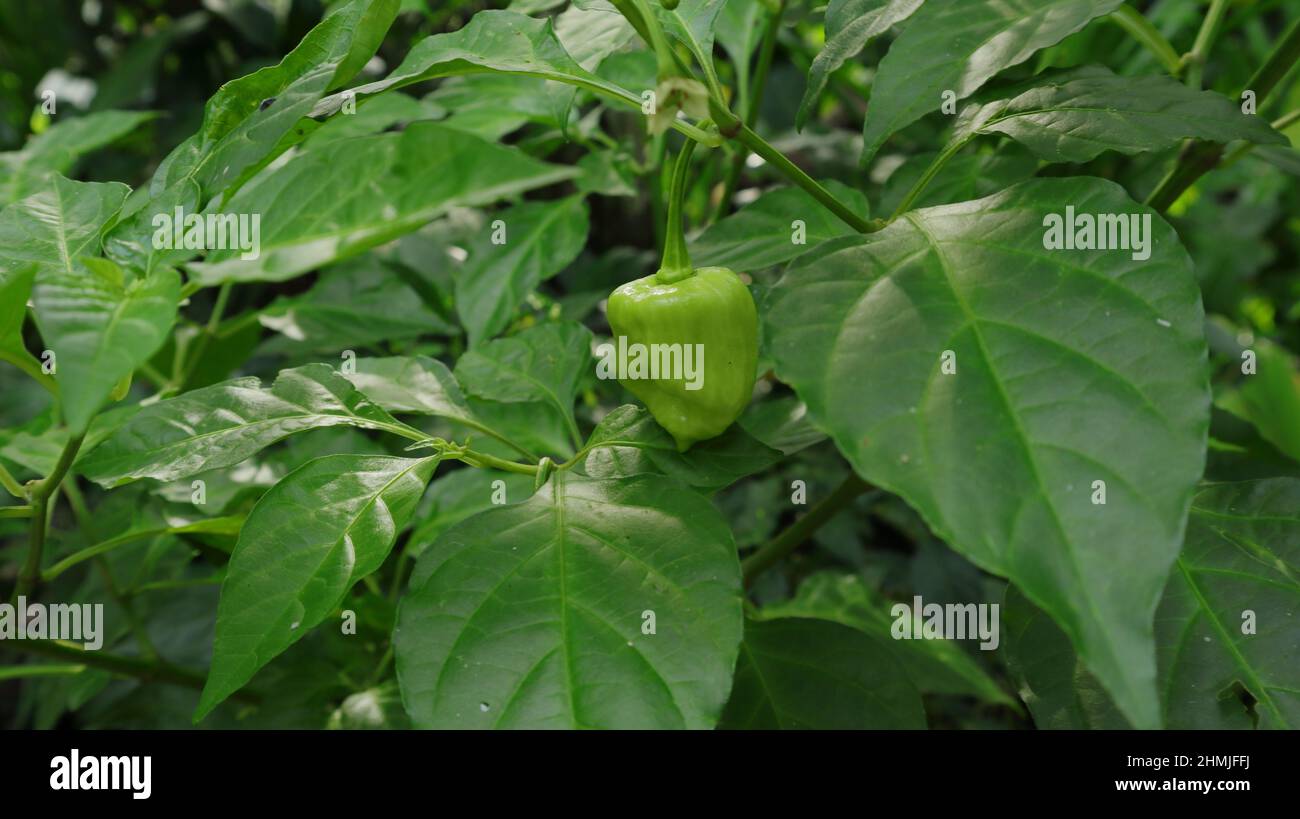 Gros plan d'une gousse de Naga Morich avec quelques feuilles dans le jardin Banque D'Images