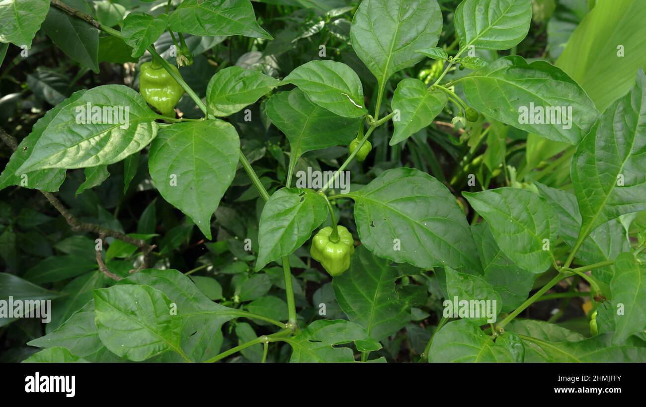 Une branche de Naga Morich avec des gousses et des fleurs en pleine croissance dans le jardin de la maison Banque D'Images