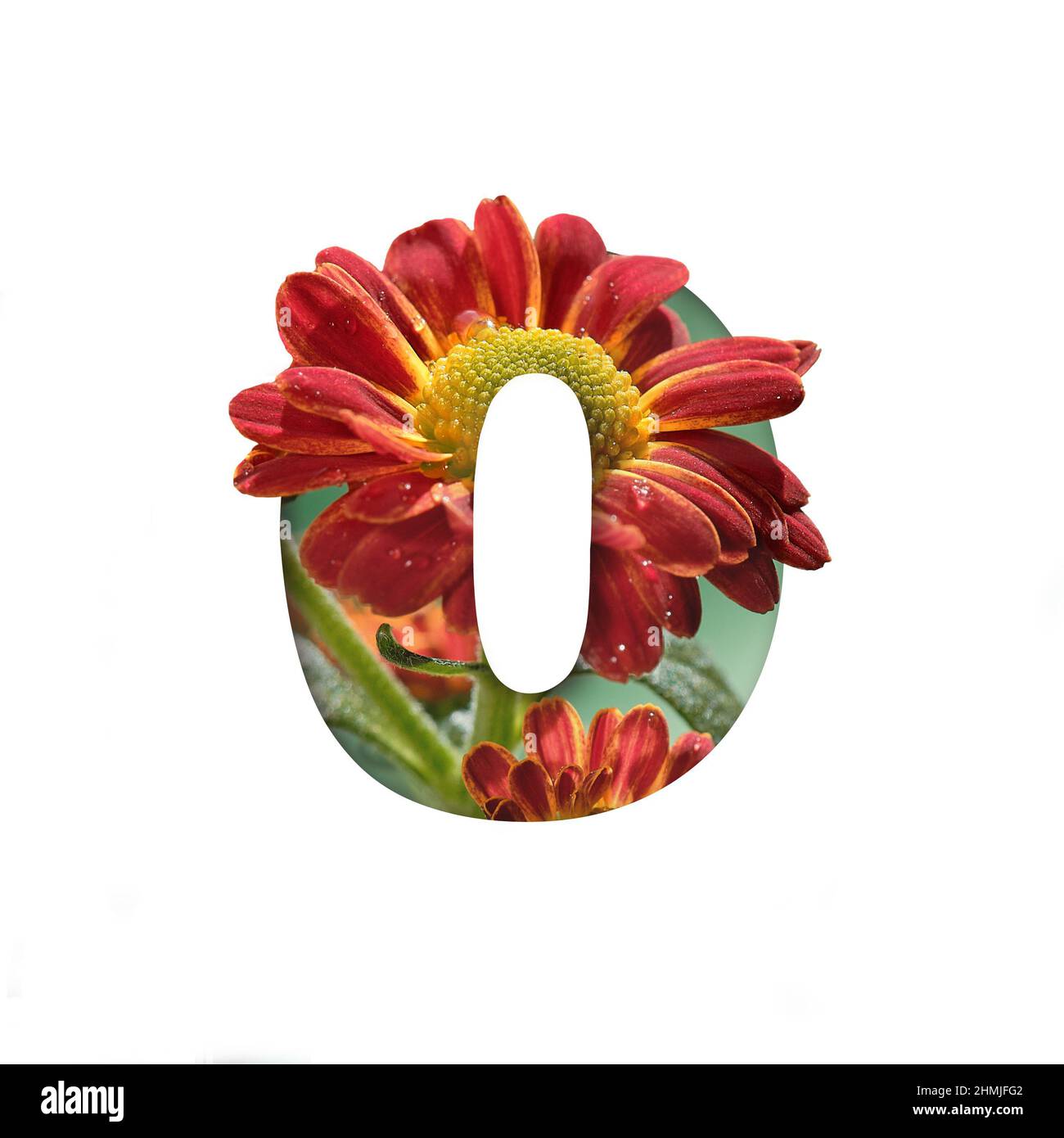 Forme de découpe numéro zéro isolée sur blanc. Silhouette de nombre nul avec fleurs de chrysanthème Banque D'Images