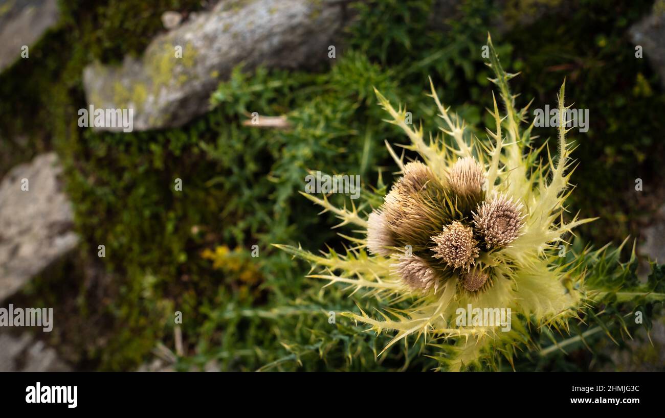 Un Thistle épineux sur le côté d'un mur de roche Banque D'Images