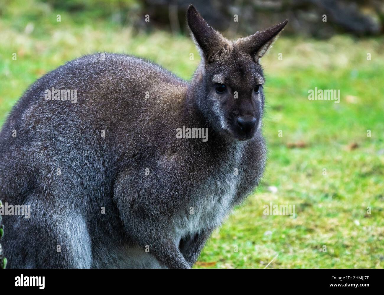 Kangoroo Australie faune et flore en profitant de la journée ensoleillée Banque D'Images