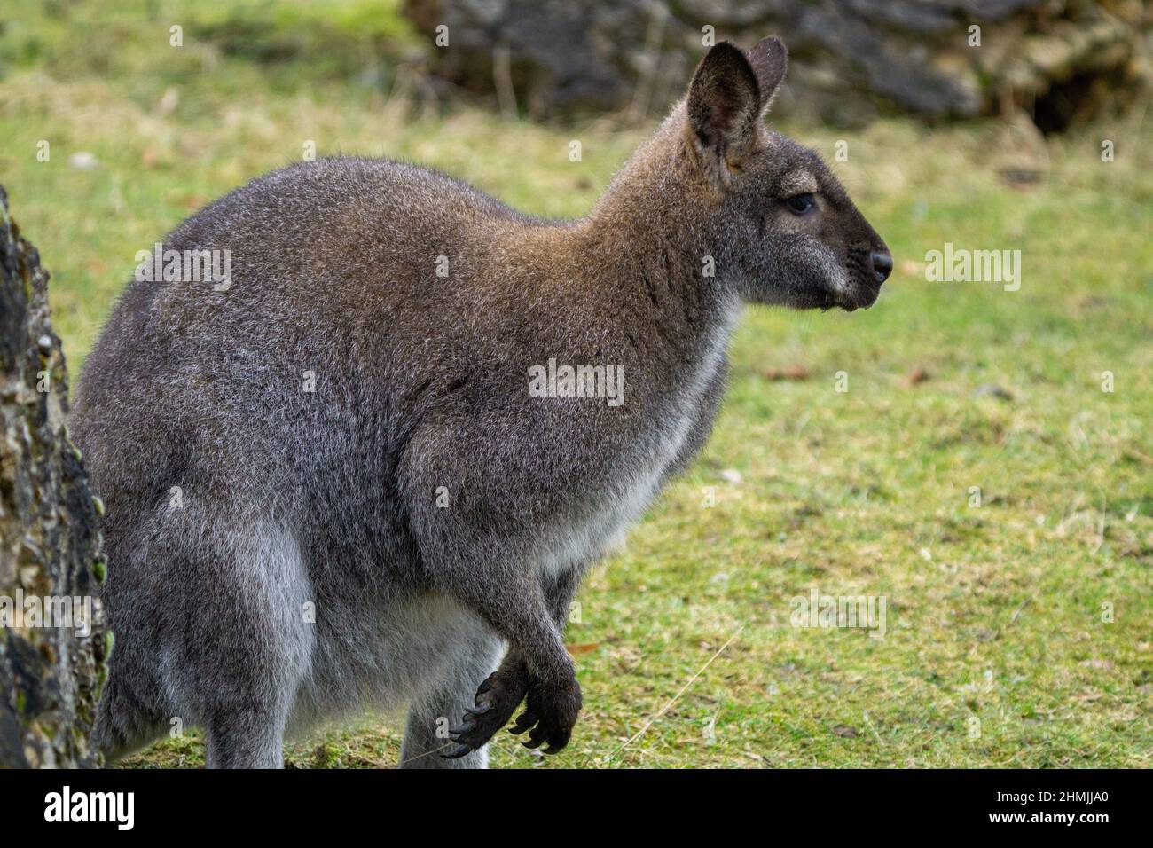 Kangoroo Australie faune et flore en profitant de la journée ensoleillée Banque D'Images