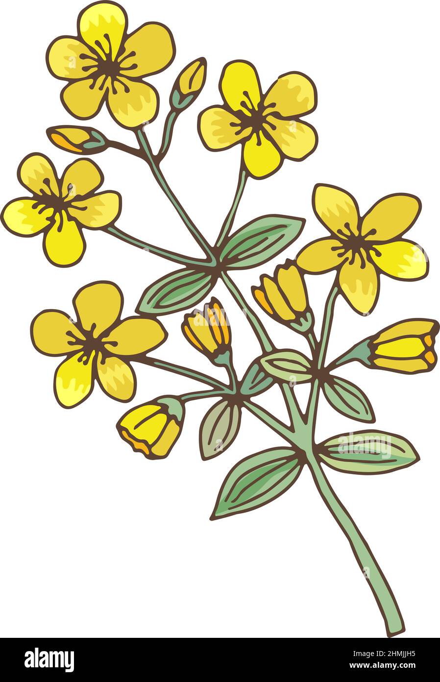 Fleurs jaunes sur plante verte. Herbe médicale de millepertuis Illustration de Vecteur