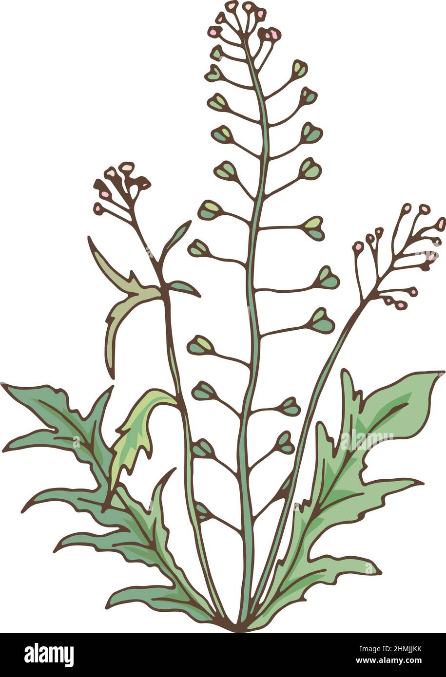 Plante verte à base de plantes. capsella en fleurs. Fleur sauvage Illustration de Vecteur