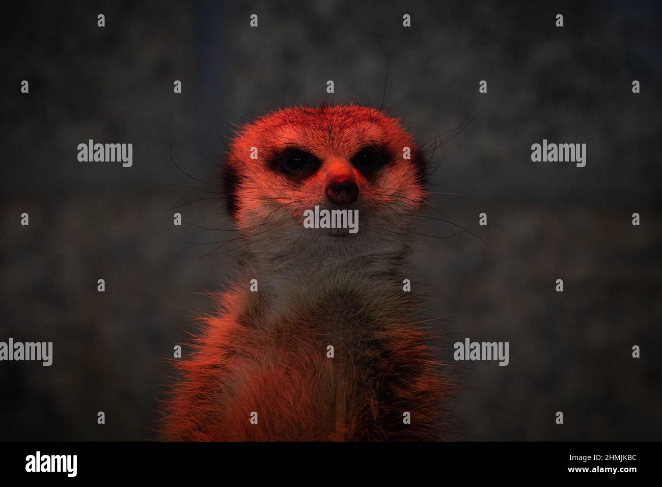 Un mignon Meerkat sous une lampe infrarouge en hiver Banque D'Images