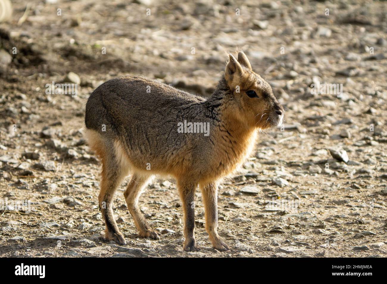 Cavy Patagonien Mara Dolichotis patagonum en plein jour. Banque D'Images