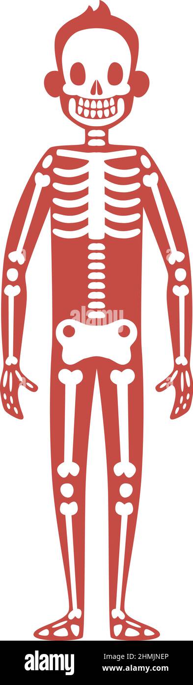 Système squelettique pour l'apprentissage de l'anatomie. Biologie du corps humain Illustration de Vecteur