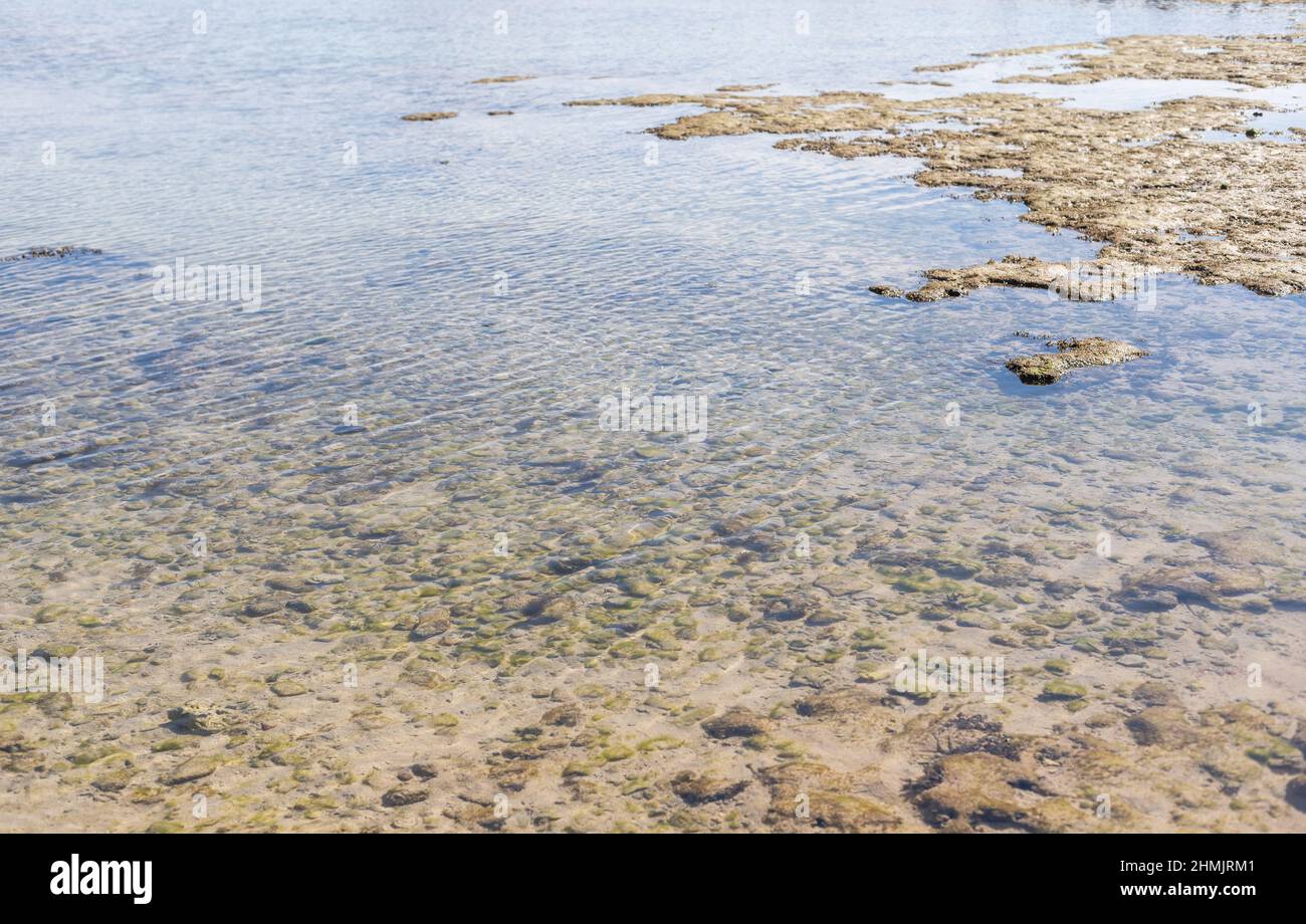 Gros plan de corail mort sur la plage Banque D'Images