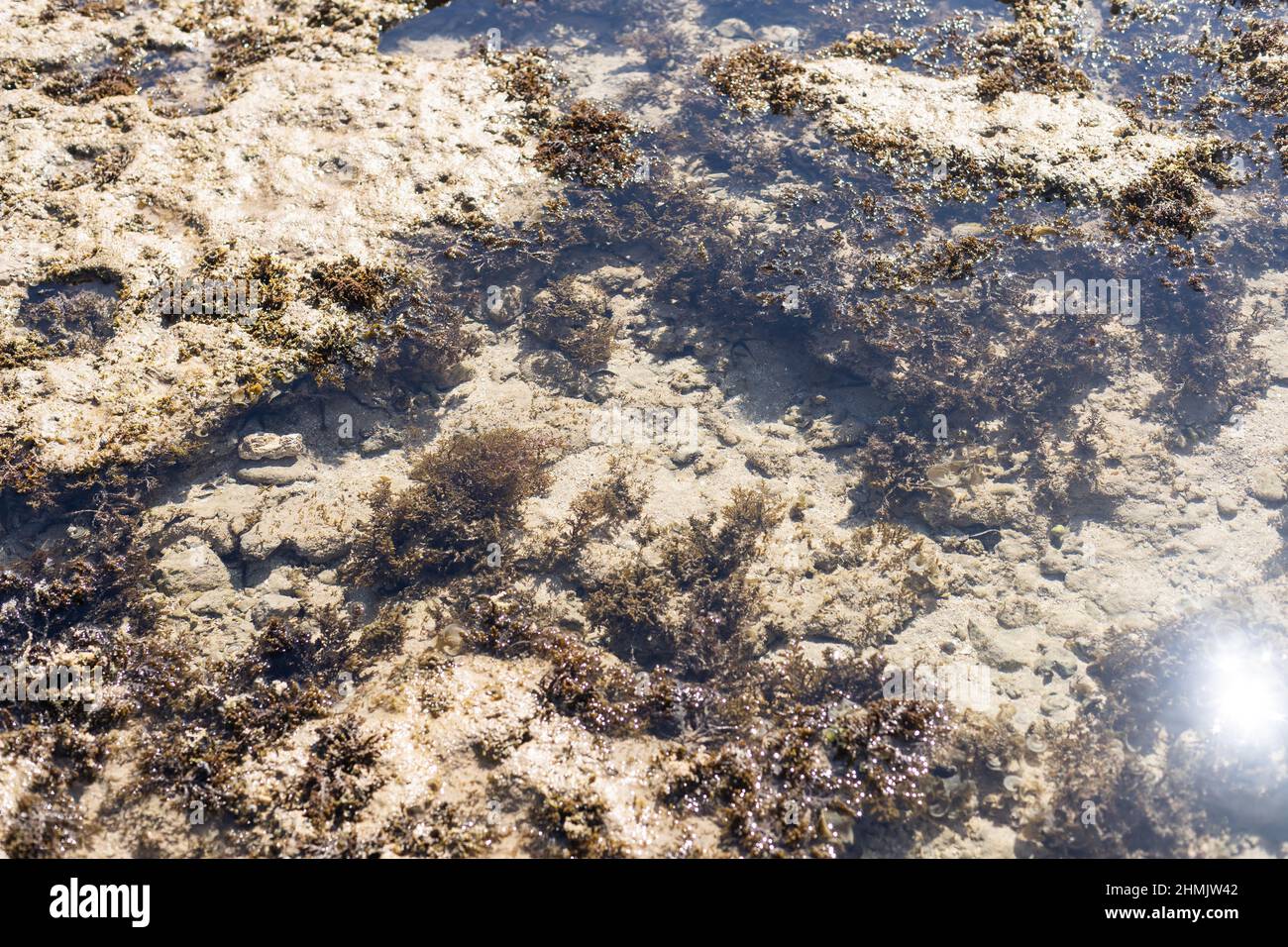 Gros plan de corail mort sur la plage Banque D'Images