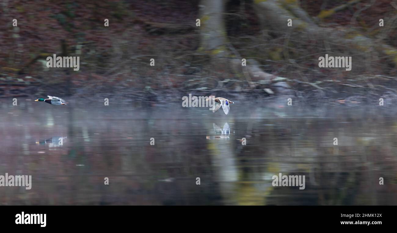 Deux canards colverts survolent la surface d'eau douce du lac Bärensee à Stuttgart. Flou de mouvement de l'arrière-plan et des ailes, couleur sombre wa Banque D'Images