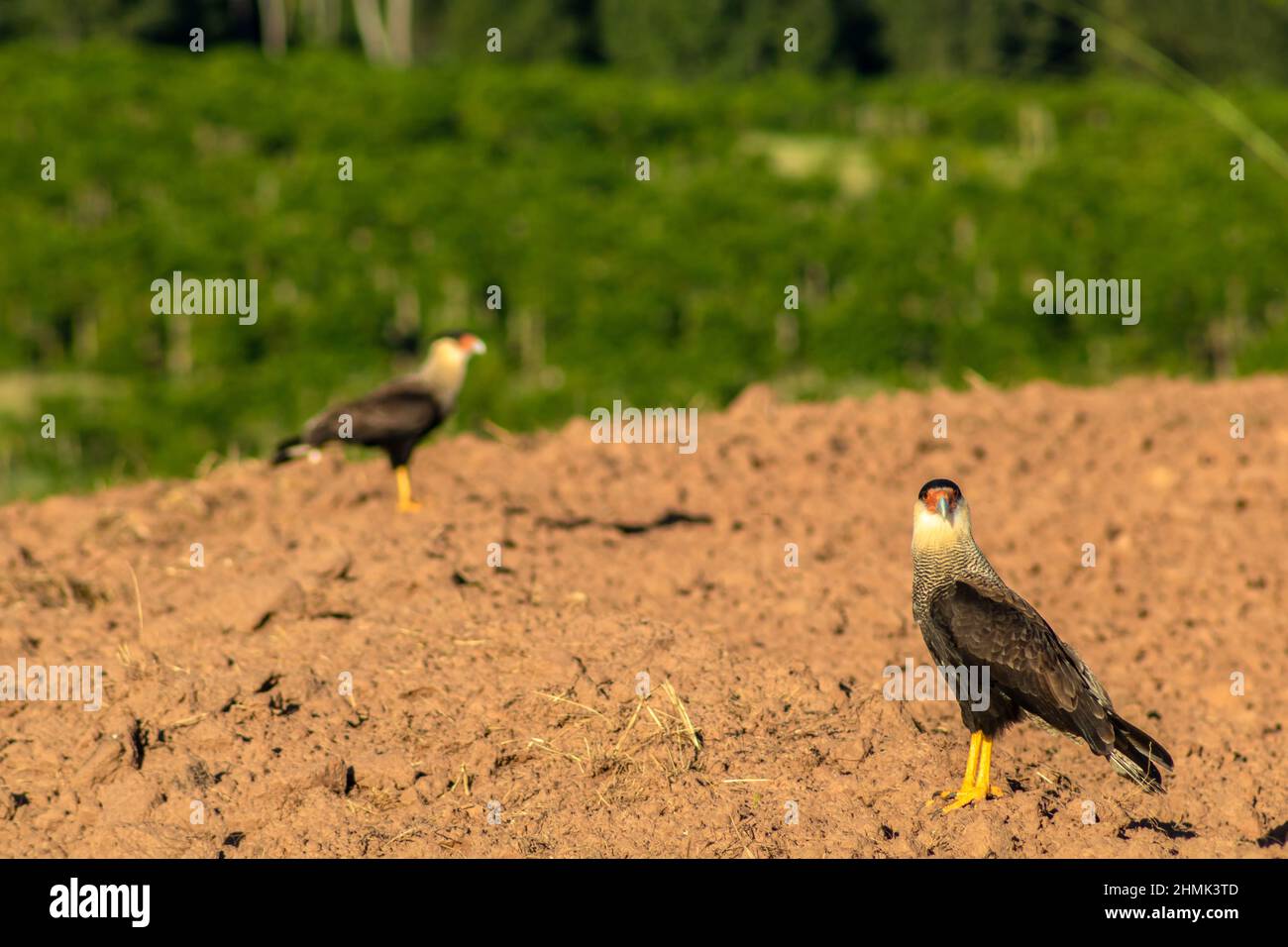 Caracara du sud (plancus de Caracara) perchée sur une zone de terre pour la plantation, sur une ferme au Brésil Banque D'Images