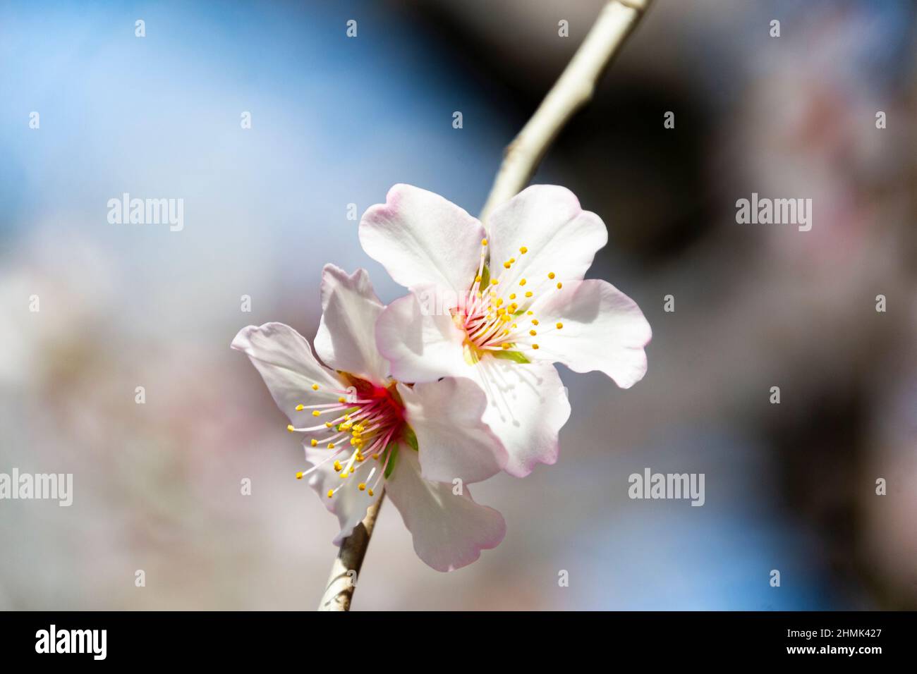 Fleurs d'amande. Amande pleine de fleurs blanches sur ses branches près du printemps dans le parc El Retiro à Madrid par une journée claire et le ciel bleu, en Espagne. Banque D'Images