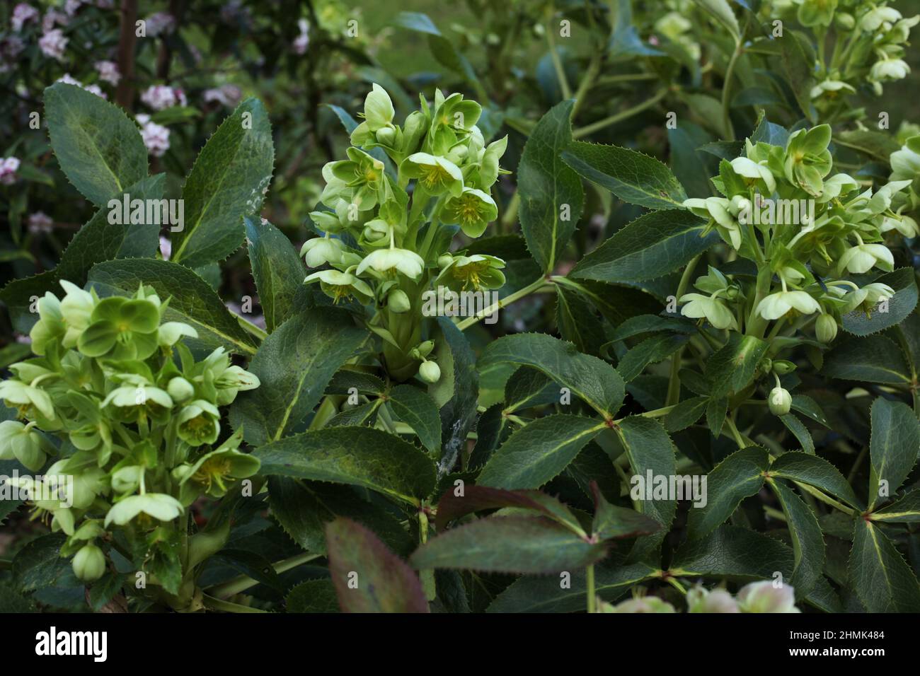 Hellébore Corse / Helleborus Argutifolius Banque D'Images