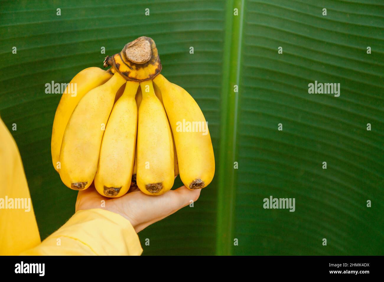 Femme agriculteur détenant des bananes fraîches brutes. Bananes jaunes fraîches biologiques dans les mains des femmes contre le fond de feuille de banane de la paume de banane dans tropical Banque D'Images