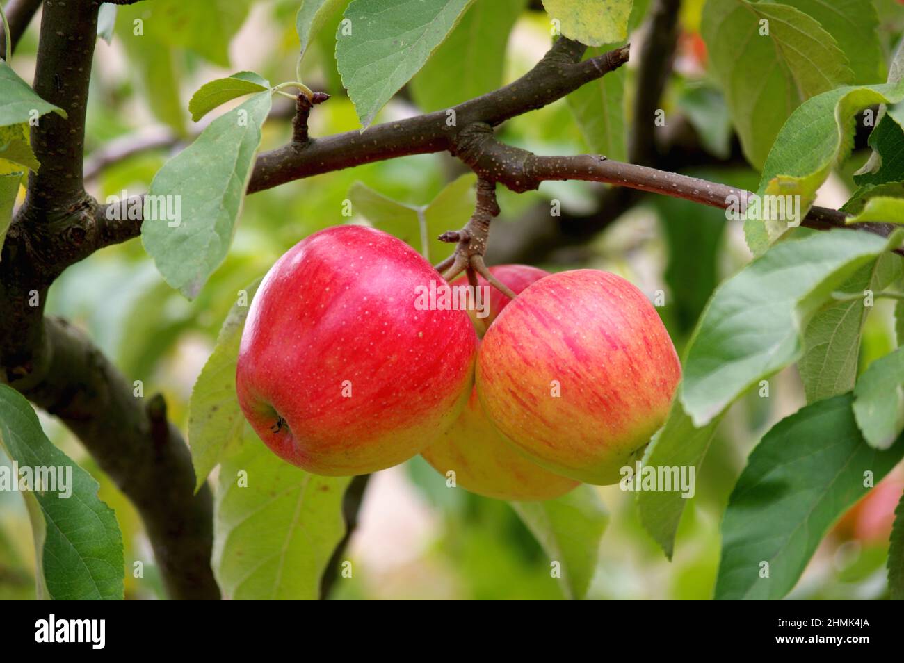 Orchard en été. Arbre de pomme, trois pommes brillantes, mûrissantes pendent sur l'une des branches. C'est une journée ensoleillée. Banque D'Images