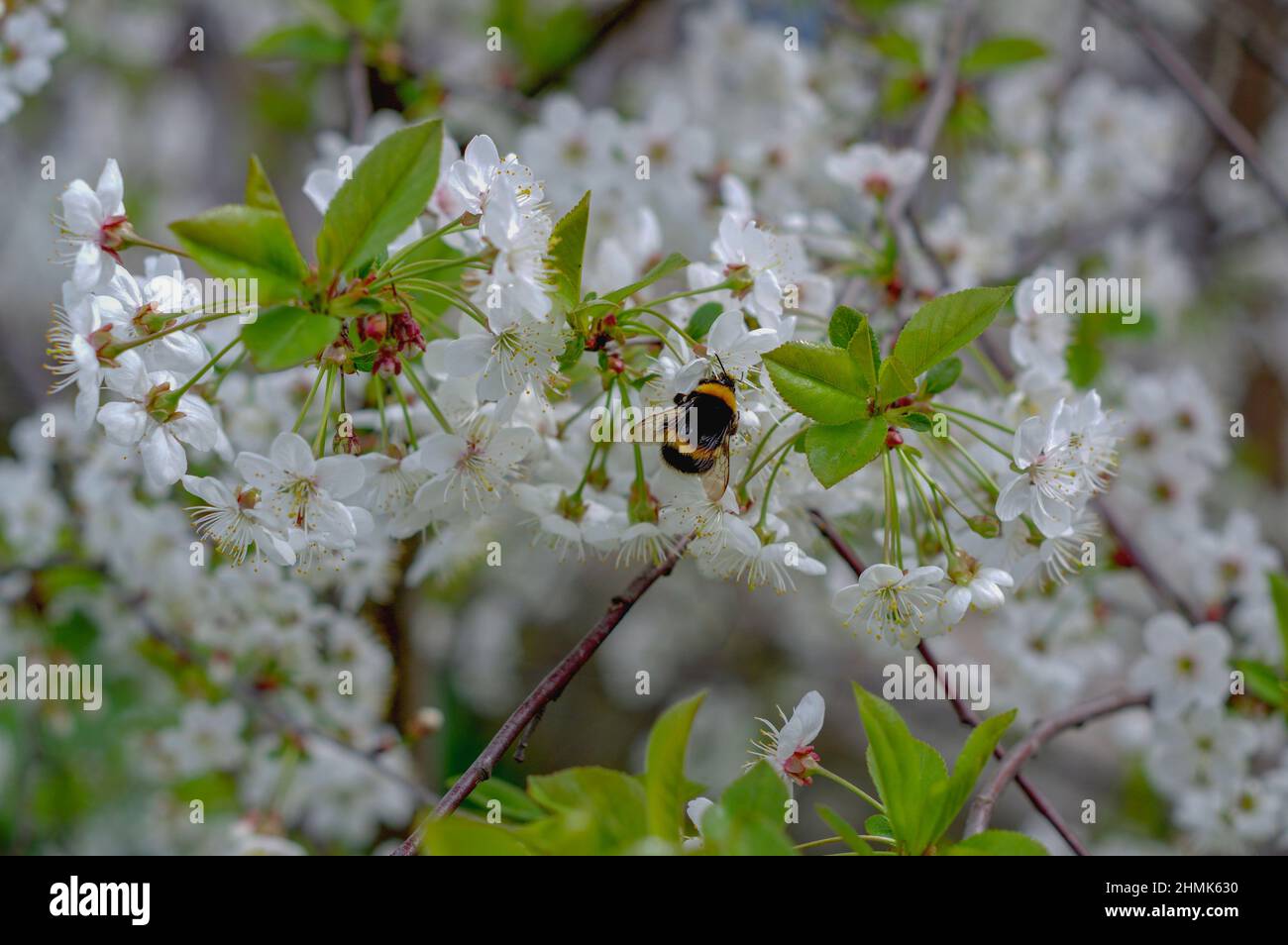 Printemps dans le verger. Branches de cerisier parsemées de fleurs. Parmi les fleurs, vous pouvez voir un bourdon volant. Banque D'Images