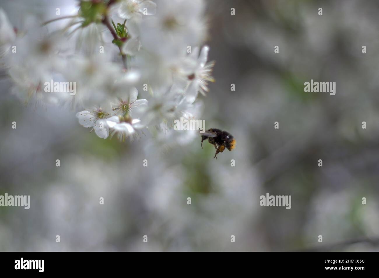 Printemps dans le verger. Branches de cerisier parsemées de fleurs. Parmi les fleurs, vous pouvez voir un bourdon volant. Banque D'Images