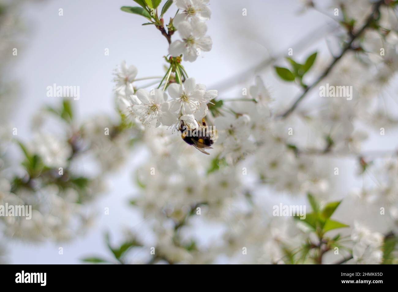 Printemps dans le verger. Branches de cerisier parsemées de fleurs. Parmi les fleurs, vous pouvez voir un bourdon volant. Banque D'Images