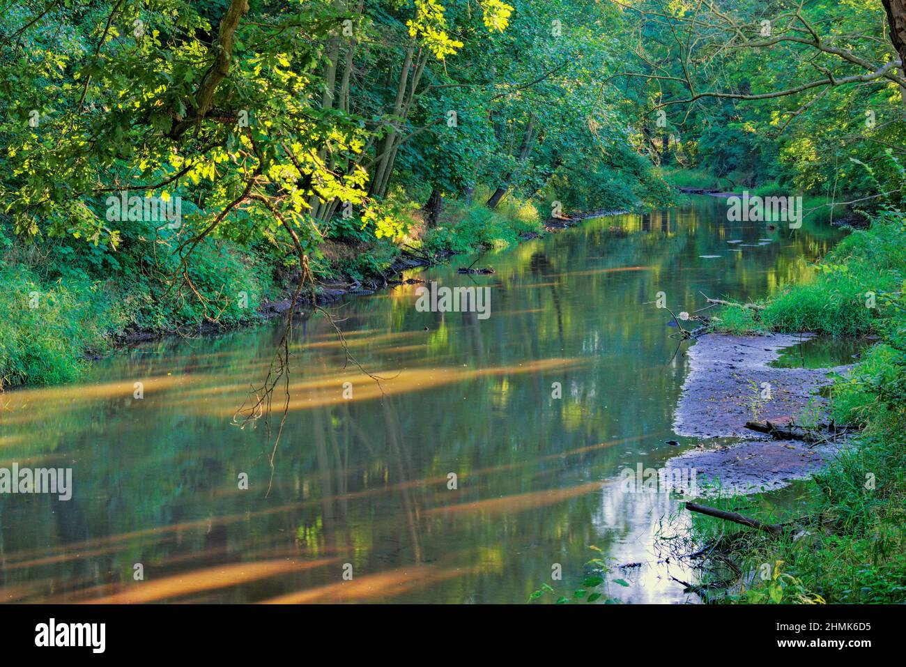 Été, forêt verte à feuilles caduques, jour ensoleillé. Une rivière peu profonde pleine de bancs de sable coule lentement au milieu. Banque D'Images