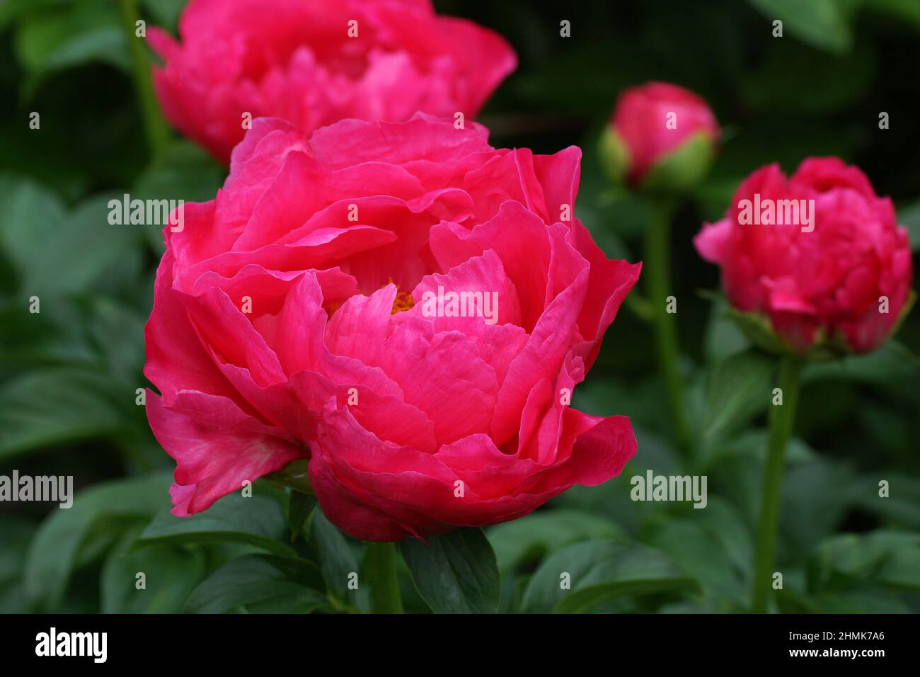 Paeonia Paula Fay. Fleur de pivoine rose semi-double. Banque D'Images