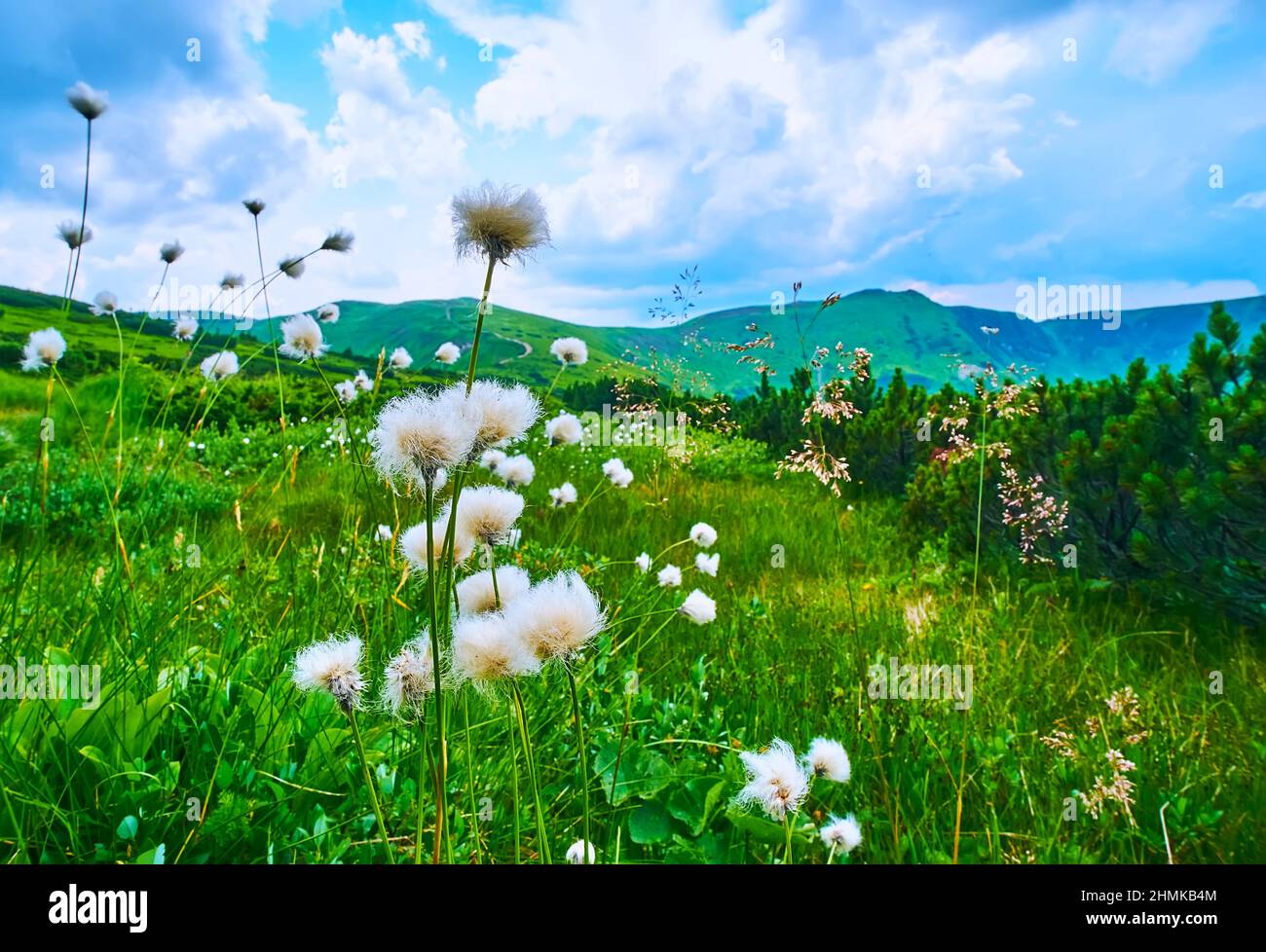 La grande herbe de coton (Eriophorum) flottaient dans le vent sur la pente du mont PIP Ivan, chaîne de montagnes de Chornohora, Carpates, Ukraine Banque D'Images