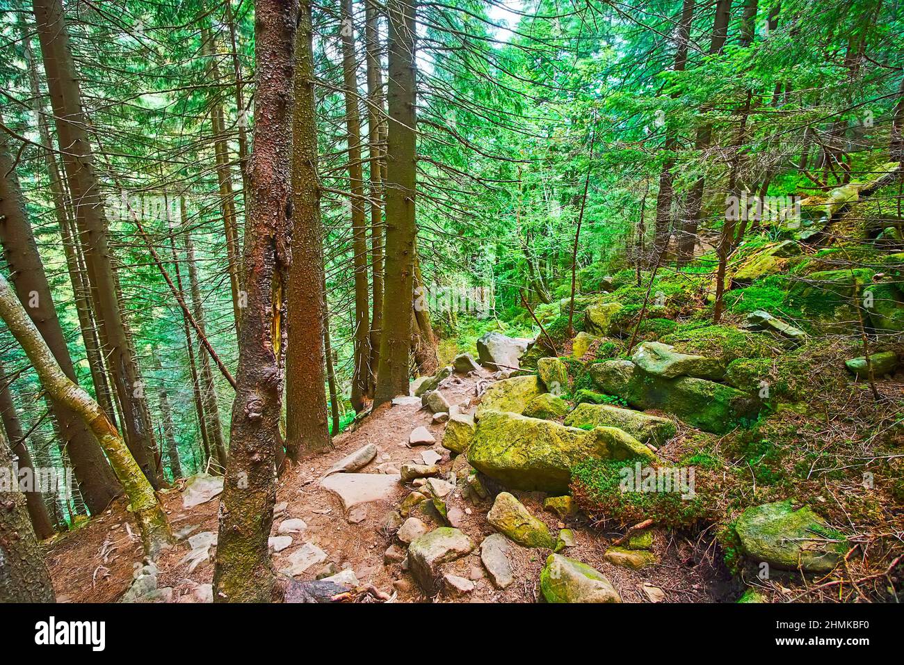 Le talus crie pente, couverte de mousse verte et de grande forêt de mélèze ombragée, Dzembronia, Carpates montagnes, Ukraine Banque D'Images