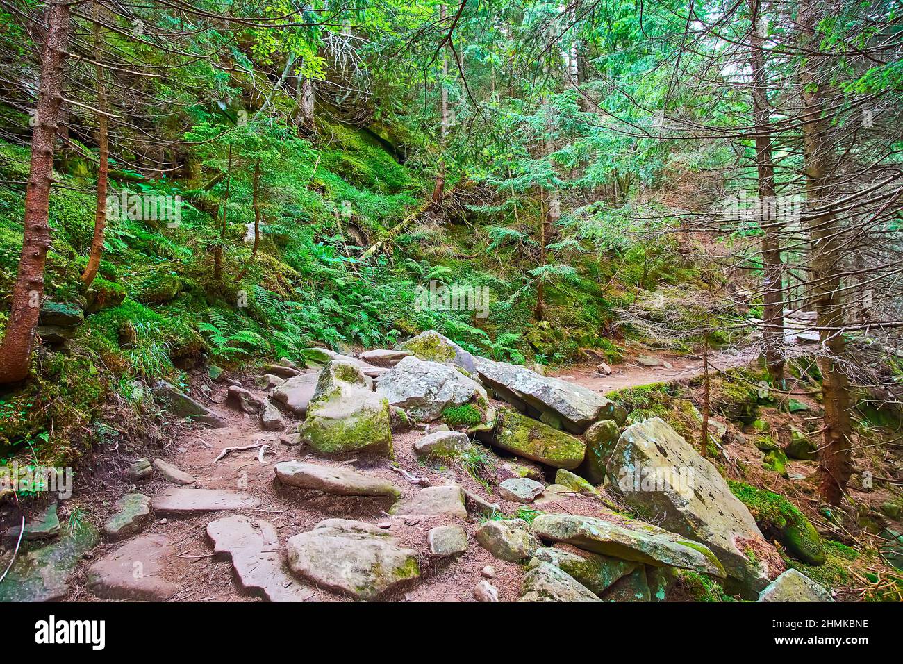Le sentier forestier avec de grands rochers de l'ancien talus crie pente, aujourd'hui couvert de forêt de conifères, Dzembronia, Carpates montagnes, Ukraine Banque D'Images