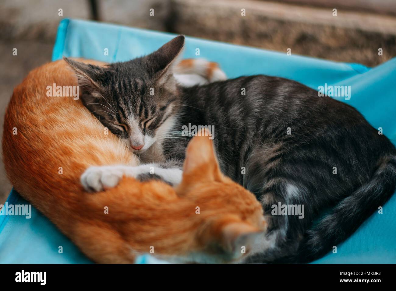 Deux chatons adorables dormant l'un sur l'autre. Frère et soeur chat dormant ensemble en été. Moments animaux doux. Photo de haute qualité Banque D'Images