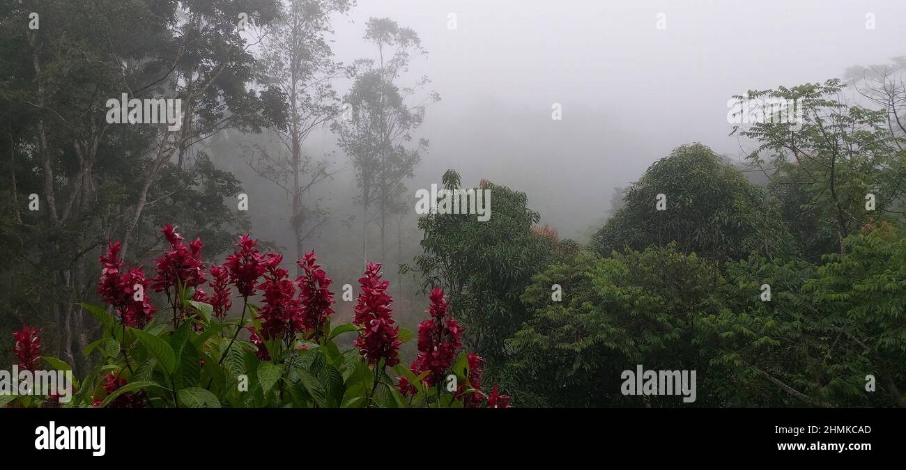 Fleur, pluie, aube, Minas Gerais, Brésil Banque D'Images