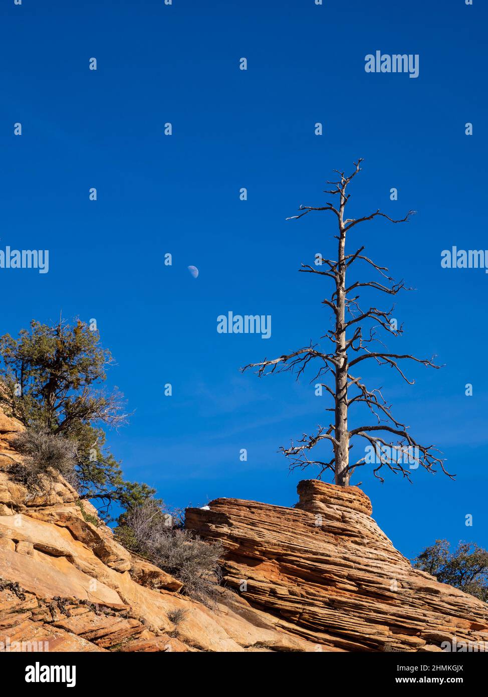 Dead Tree, Zion-Mount Carmel Highway, hiver, parc national de Zion, Utah. Banque D'Images