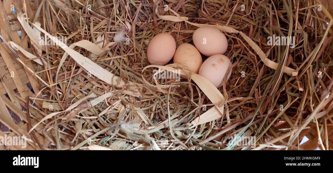 Poulet, oeufs de poule dans le nid, Minas Gerais, Brésil Banque D'Images