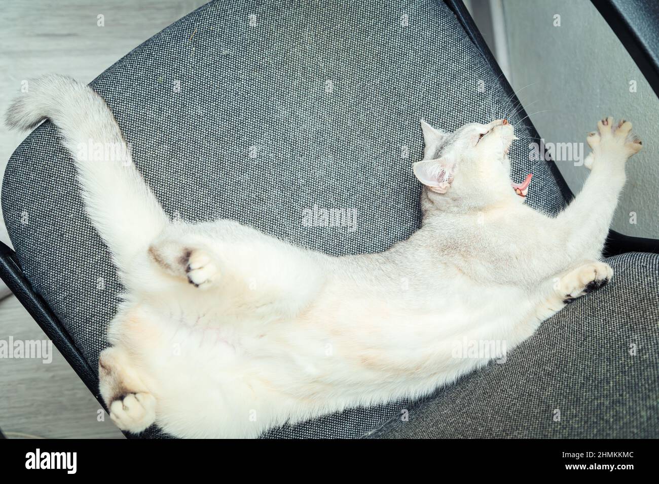 British Shorthair Silver chat dort sur son dos dans une chaise de travail. Des moments amusants pour les animaux de compagnie. Banque D'Images