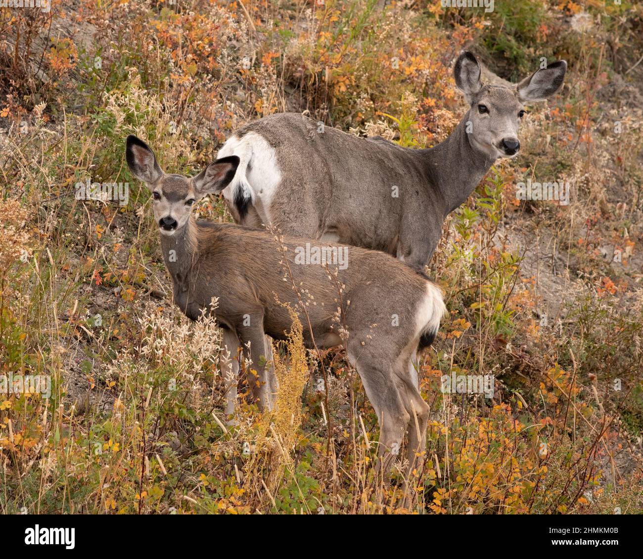 Il y a des cerfs-mulets et des jeunes dans le parc national de Yellowstone. Banque D'Images
