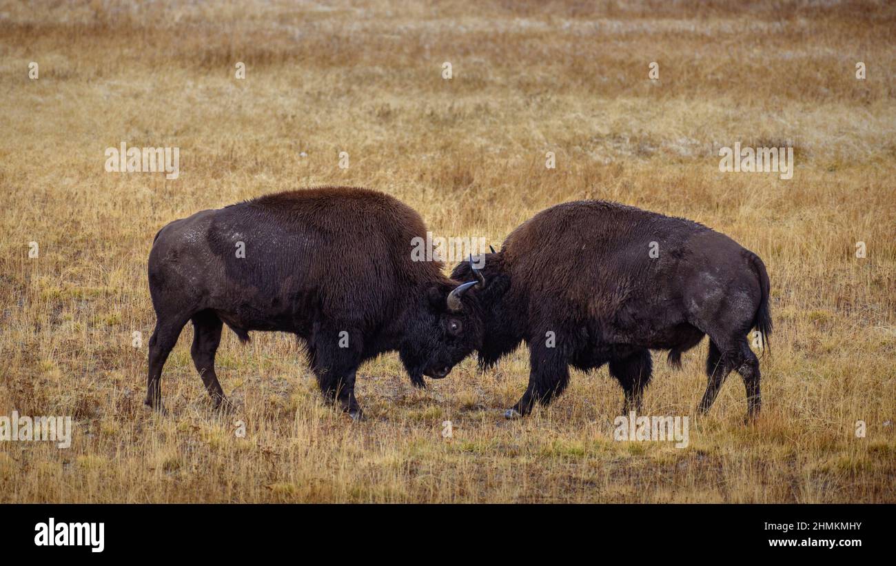 Les jeunes taureaux de bisons s'élantellent à Fountain Flats, parc national de Yellowstone, Wyoming, États-Unis. Banque D'Images
