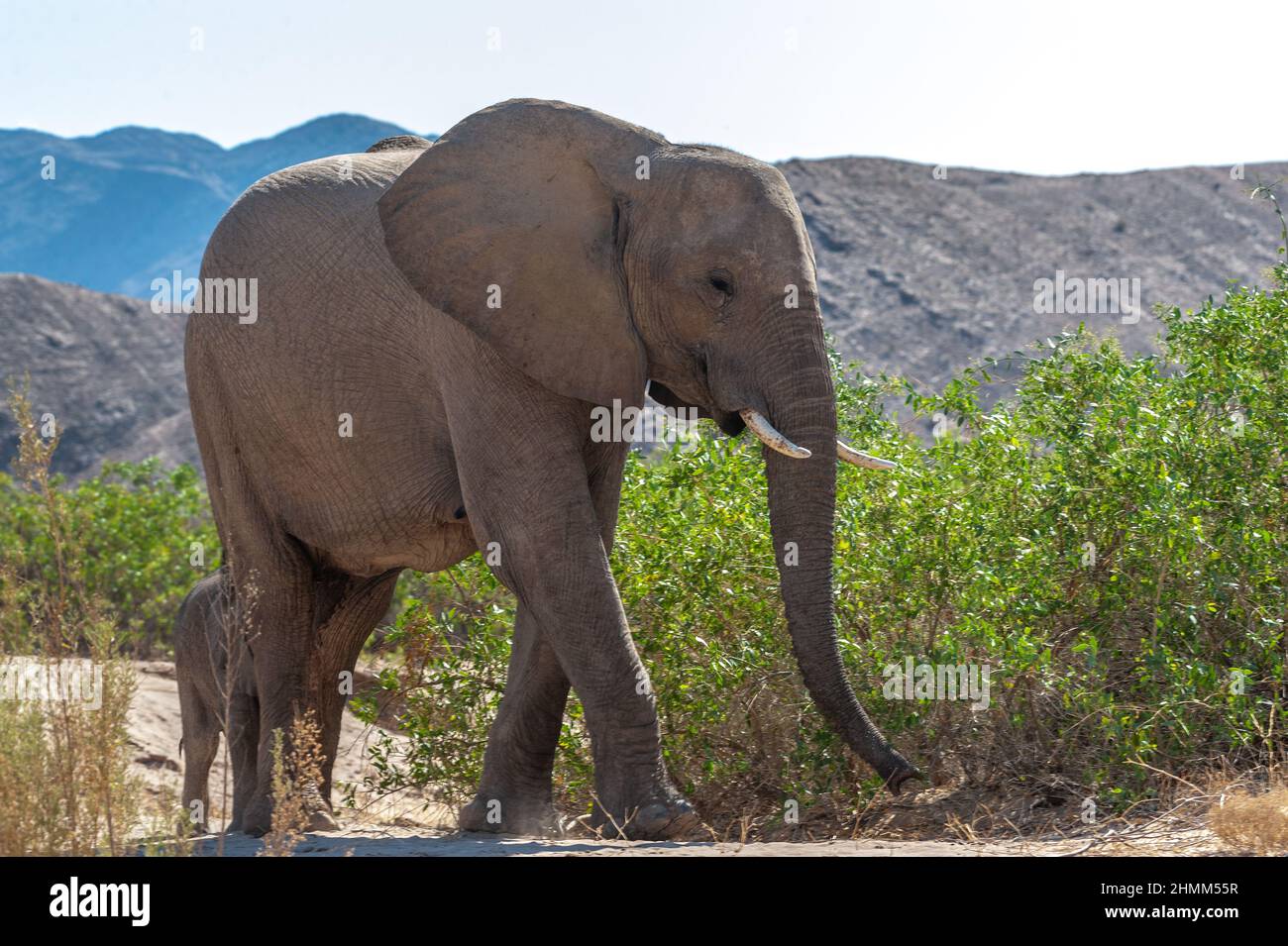 Gros plan sur un éléphant de désert africain - Loxodonta Africana- errant dans le désert dans le nord-ouest de la Namibie. Banque D'Images